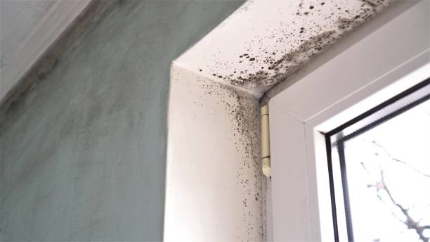 Best Attic Mold Remediation in Olney, MD