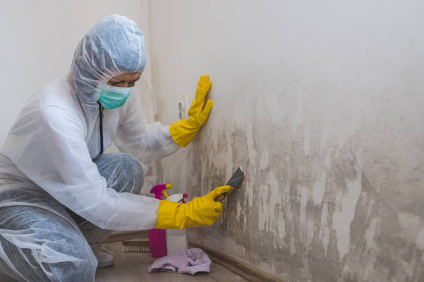 Best White Mold Remediation in Olney, MD