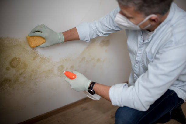 Best Black Mold Remediation in Olney, MD