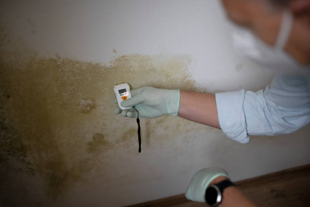 Best Mold Remediation for Specific Building Types in Olney, MD