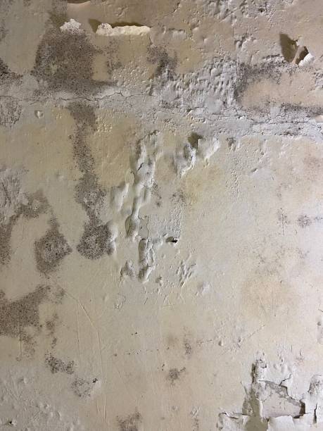 Best Residential Mold Remediation in Olney, MD