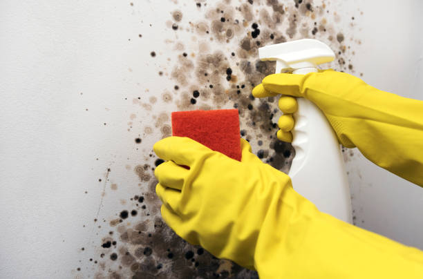 Best Mold Testing and Inspection Services in Olney, MD