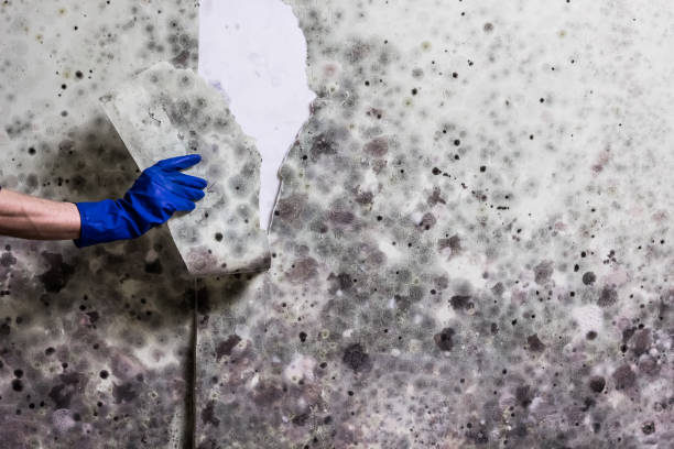 Best Industrial Mold Remediation in Olney, MD